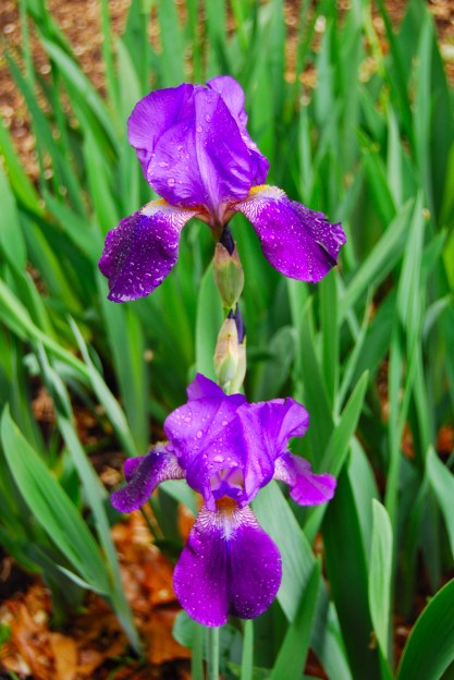 Raindrops, U of L Spring 2011