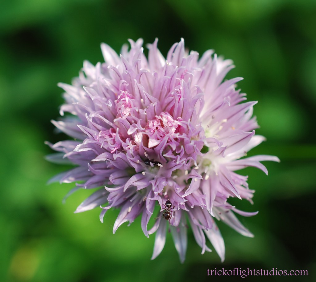 Chive Blossom