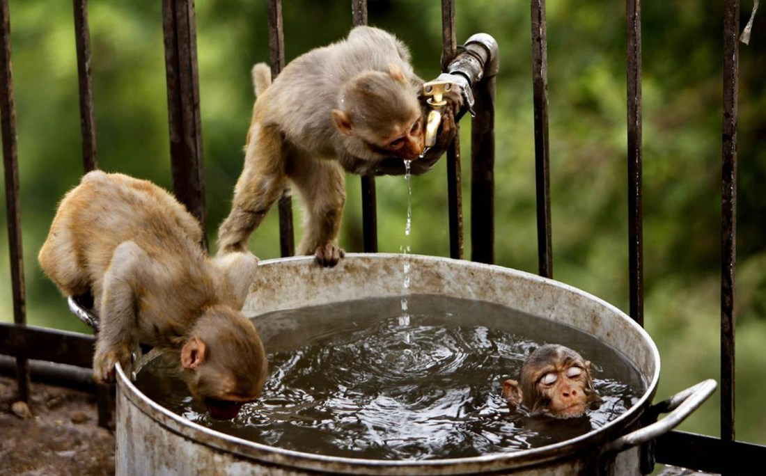 Monkey Pond